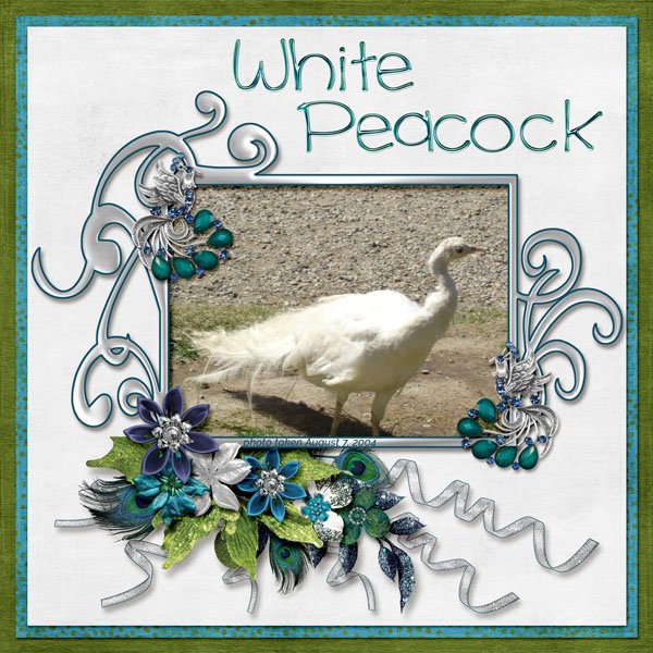White Peacock small.jpg