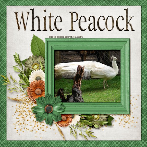 White Peacock small.jpg