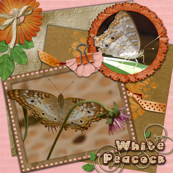 White Peacock