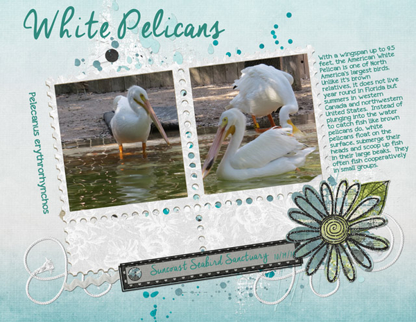White Pelicans
