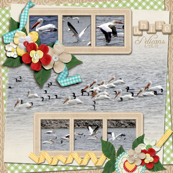 White Pelicans