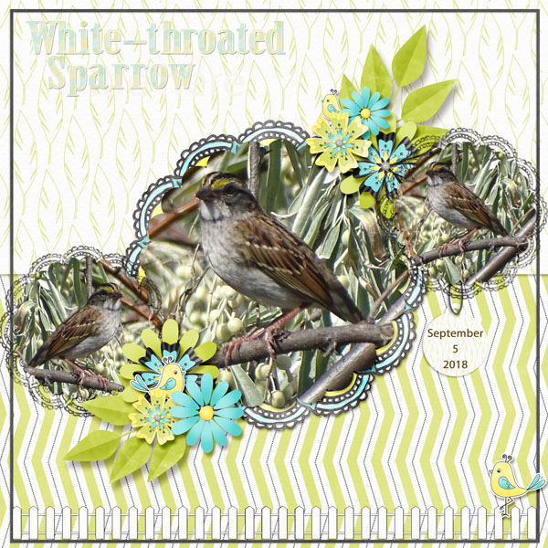 white-throated_sparrow_small
