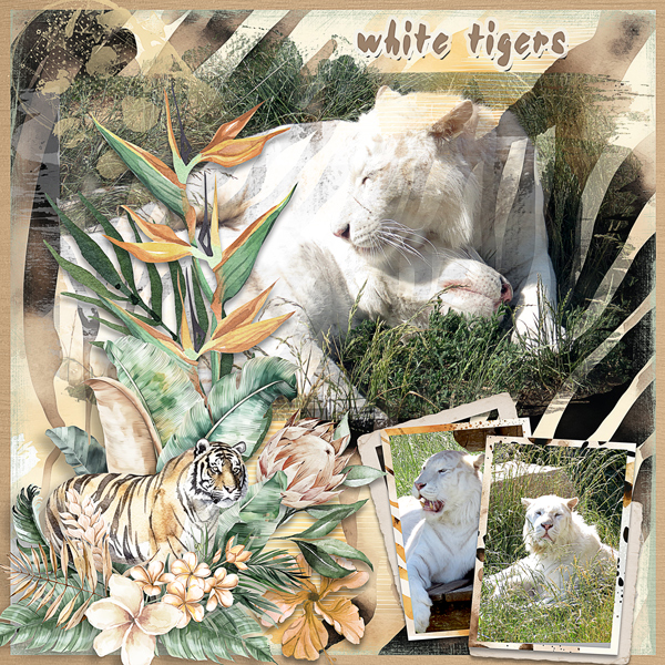 White Tigers