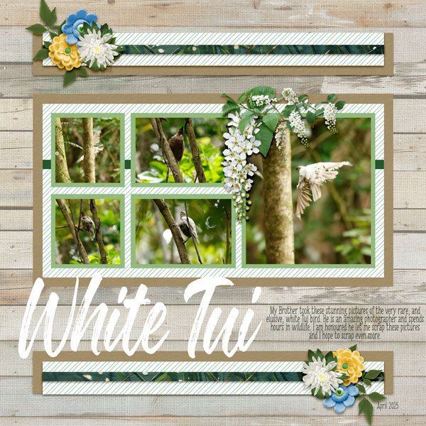 White Tui
