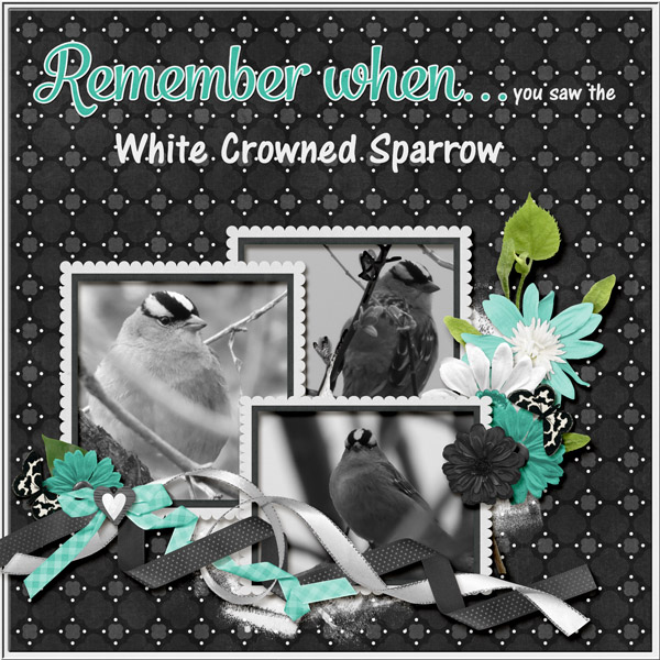 White_Crowned_Sparrow_paint_chips_Piptide_Teal