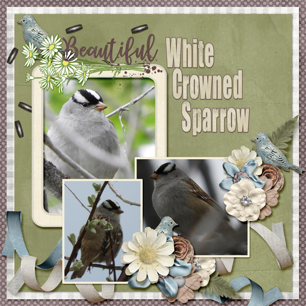 White_Crowned_Sparrow_small