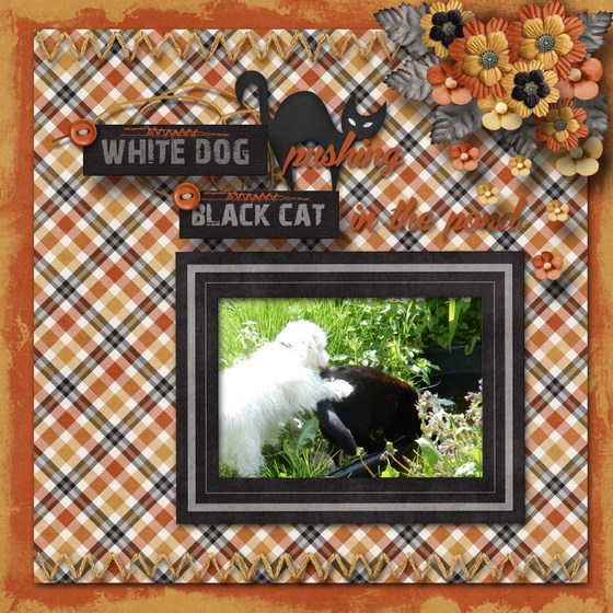 White_dog_and_black_cat
