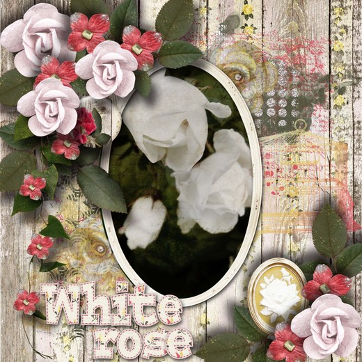 White_rose