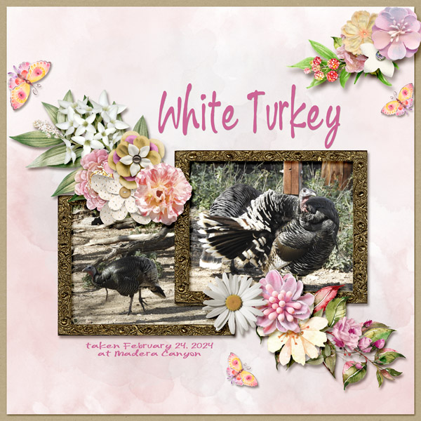 White_Turkey_small