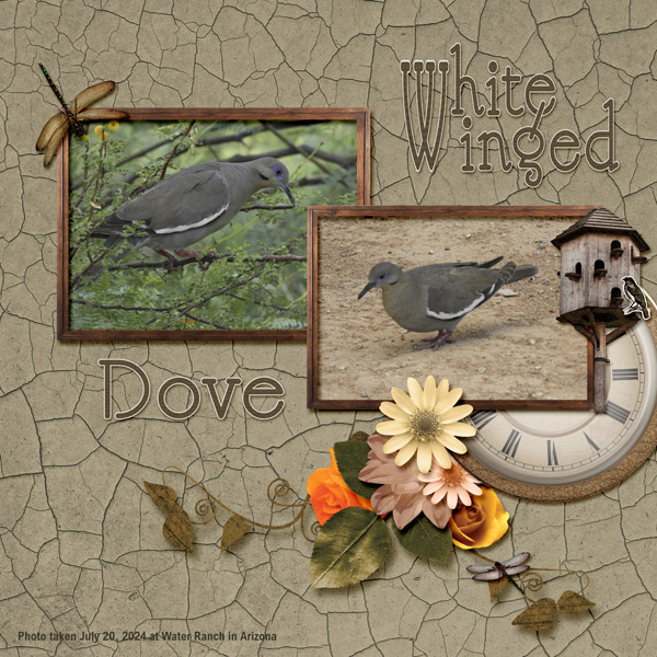 white_winged_dove_small