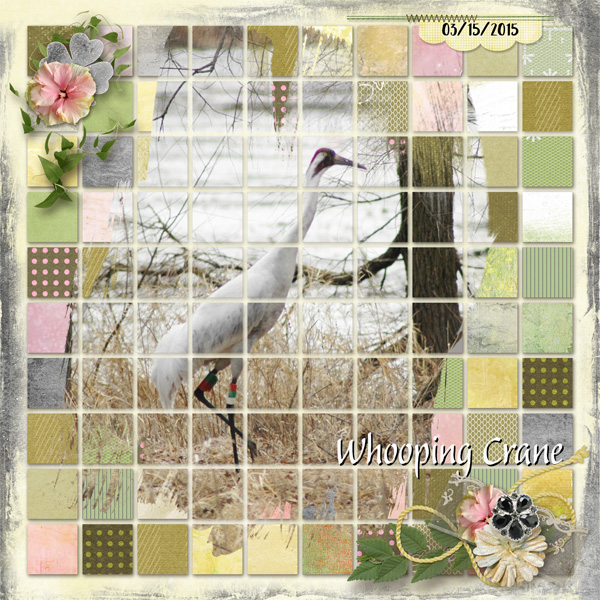 Whooping Crane Left