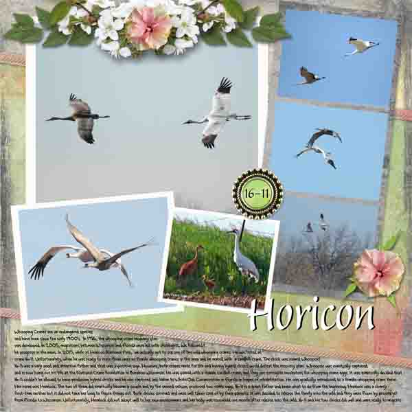 Whooping Crane Right