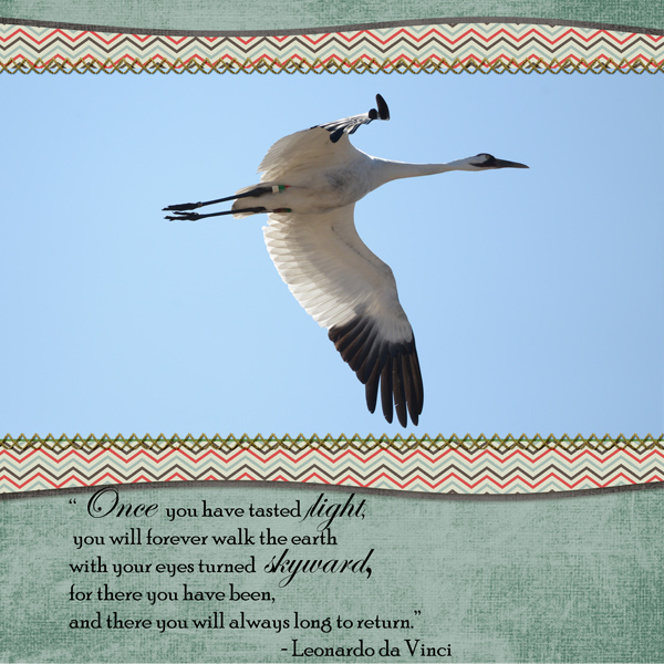 Whooping Crane