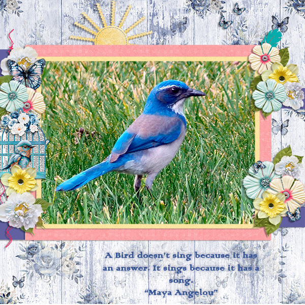 Why Birds Sing