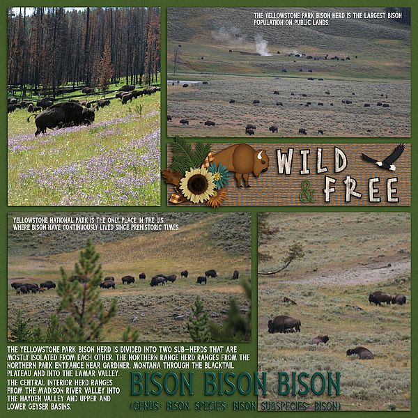 Wild and Free Bison Bison Bison