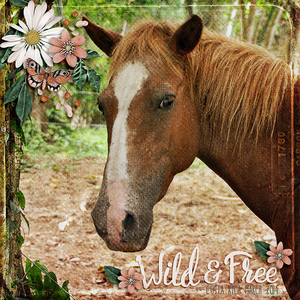 wild and free
