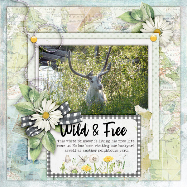 Wild-and-free12
