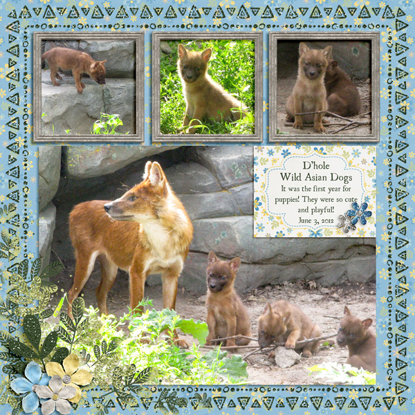 Wild Asian Dogs