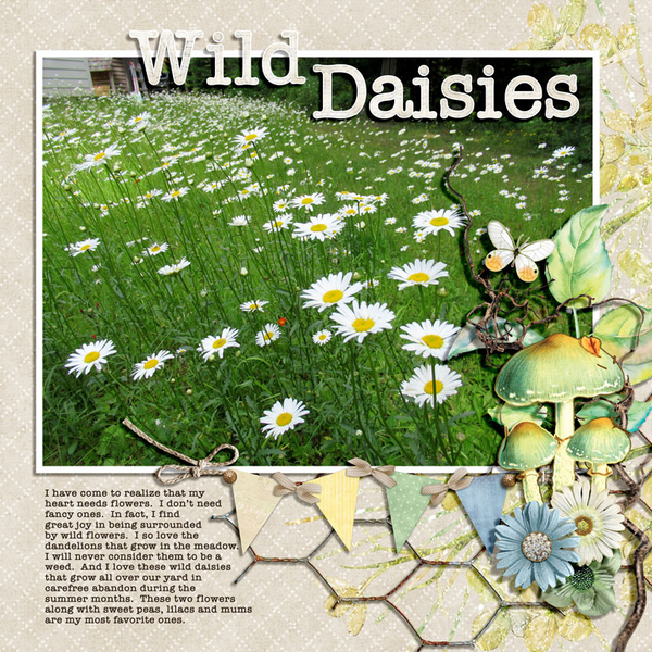 WILD DAISIES