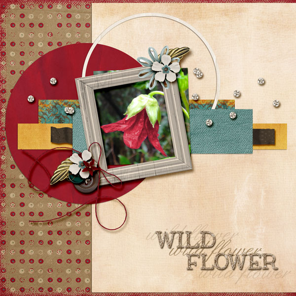 Wild-Flower-Beauty