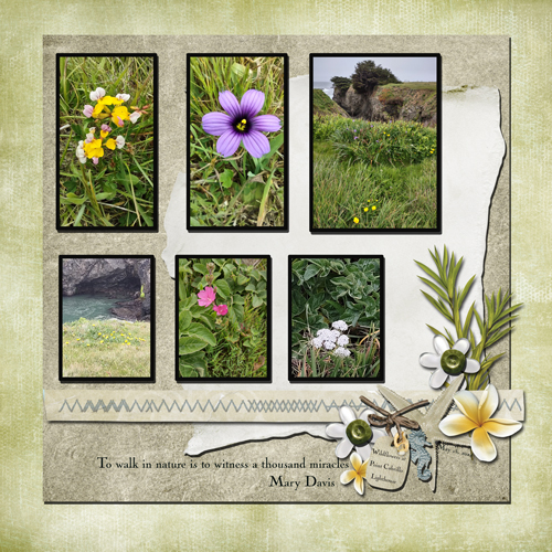 Wild Flowers