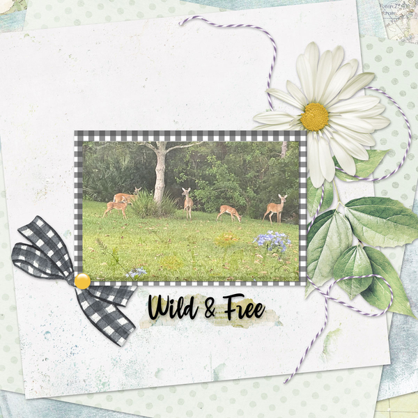 Wild + Free