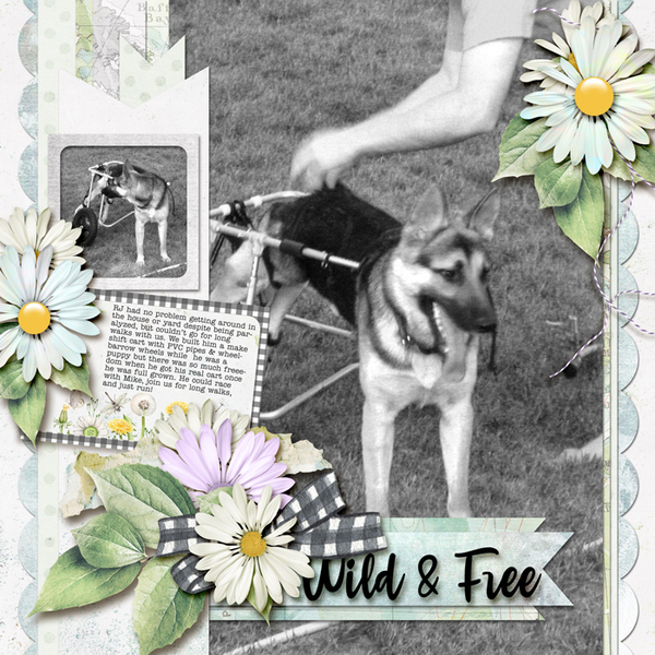 Wild + Free