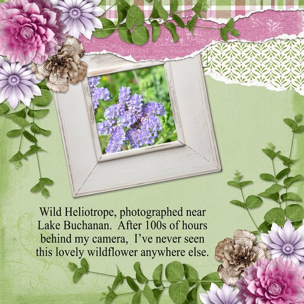 Wild Heliotrope