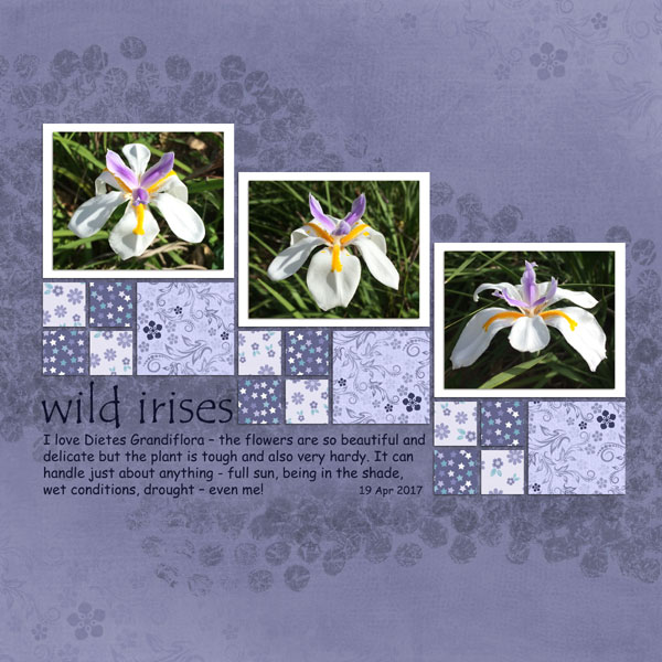 Wild irises