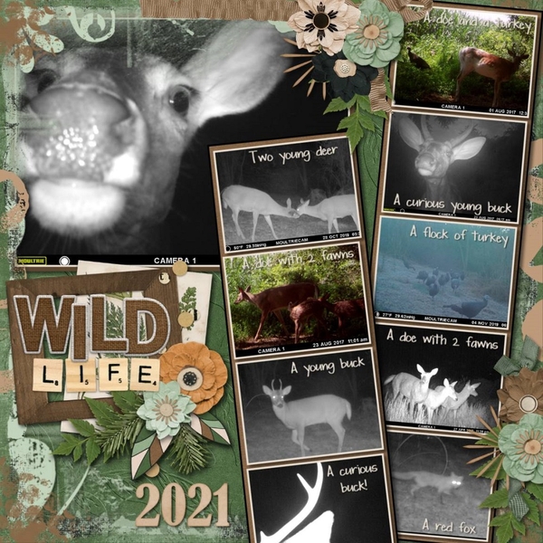 Wild Life