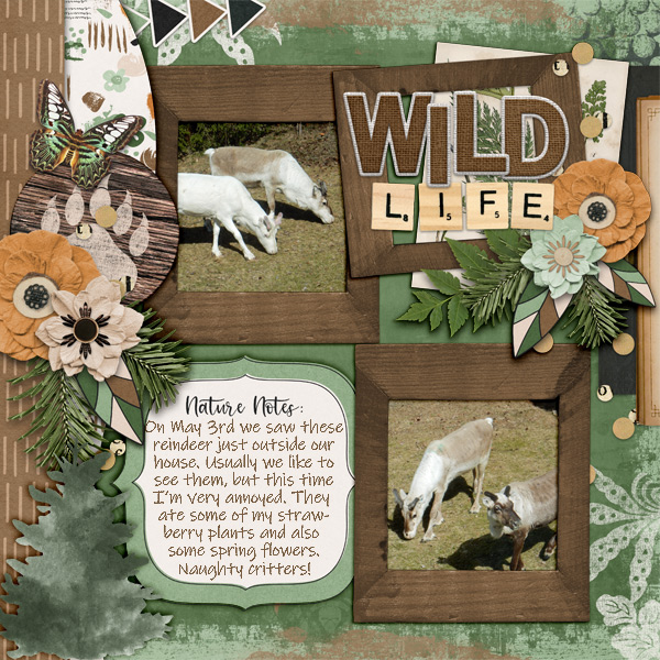 Wild-life1