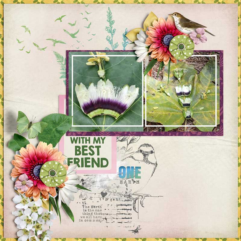 Wild-Lilikoi-webv.jpg