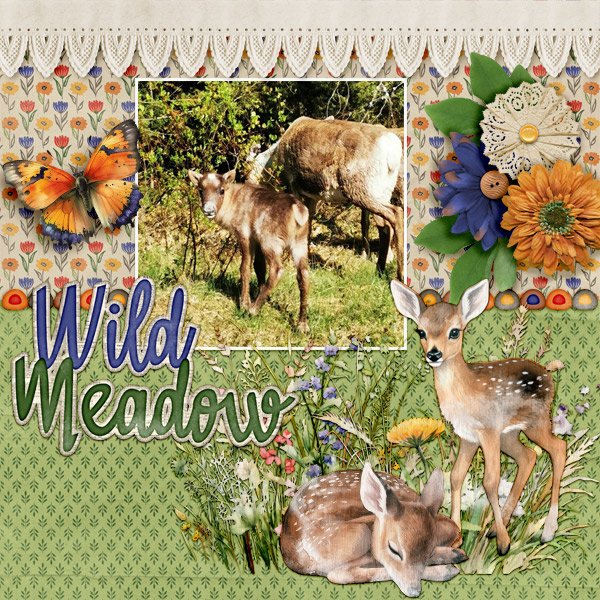 Wild-meadow.jpg