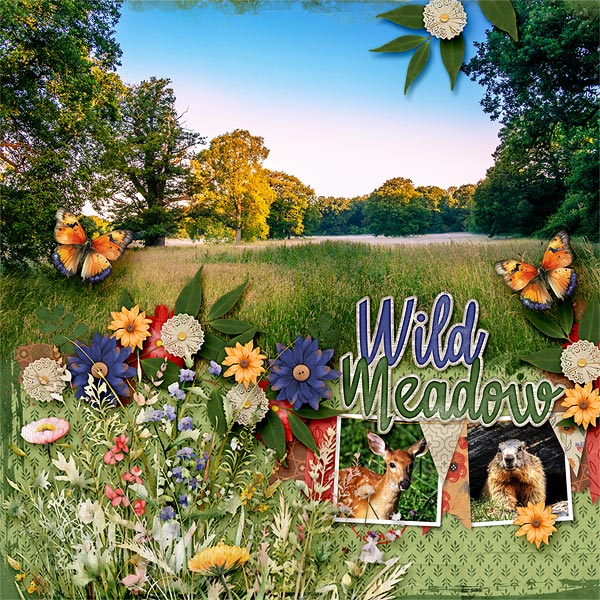 Wild Meadow