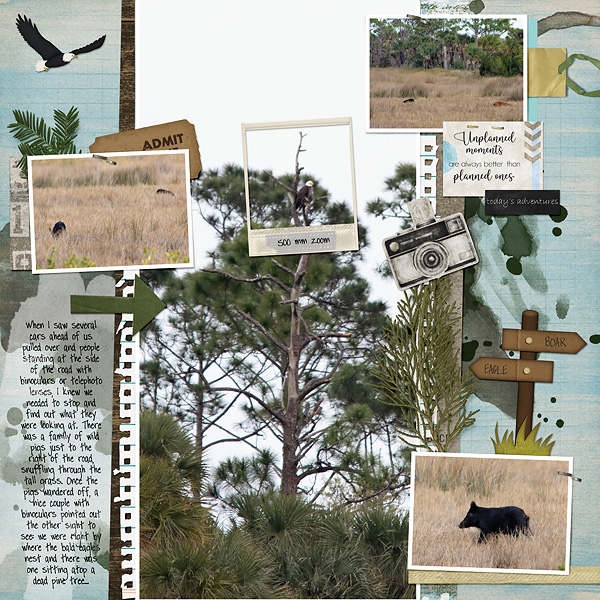 wild pigs + bald eagles