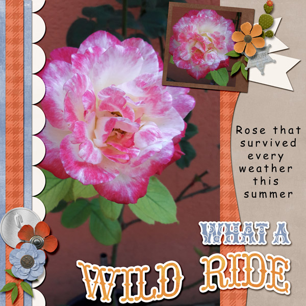 Wild rose
