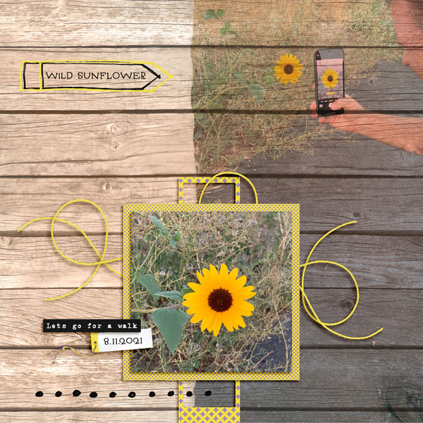 Wild Sunflower