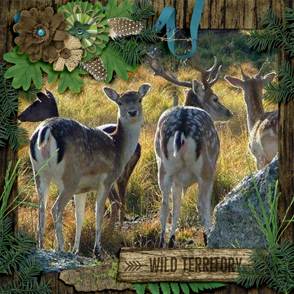 Wild-territory1