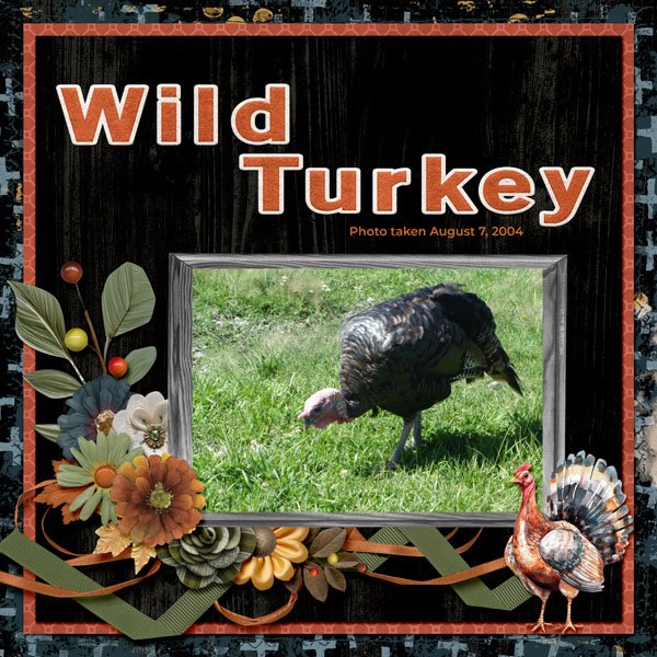 Wild Turkey small.jpg