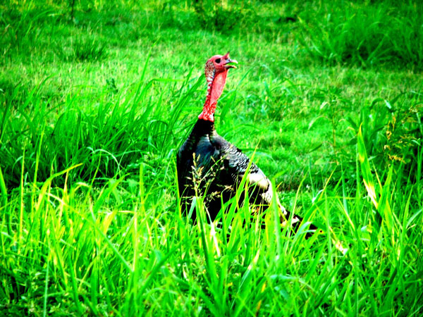 Wild Turkey