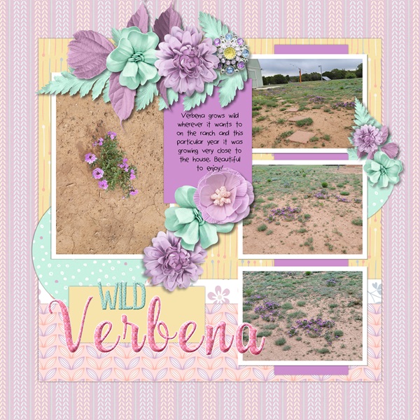 Wild Verbena