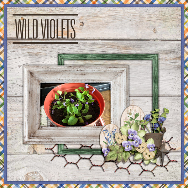 WILD VIOLETS
