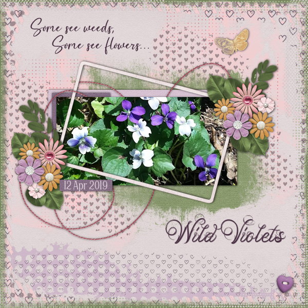 Wild Violets