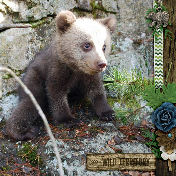 Wild6