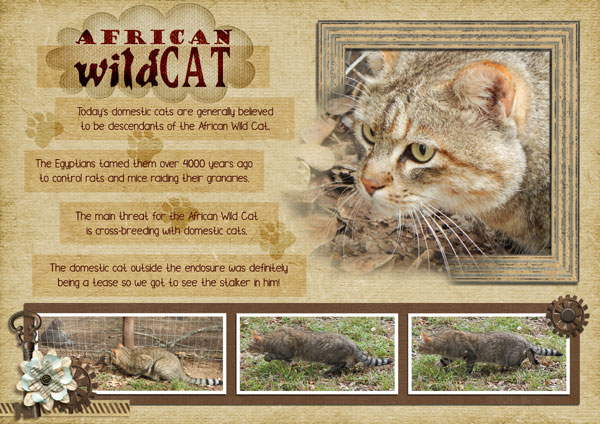 Wildcat