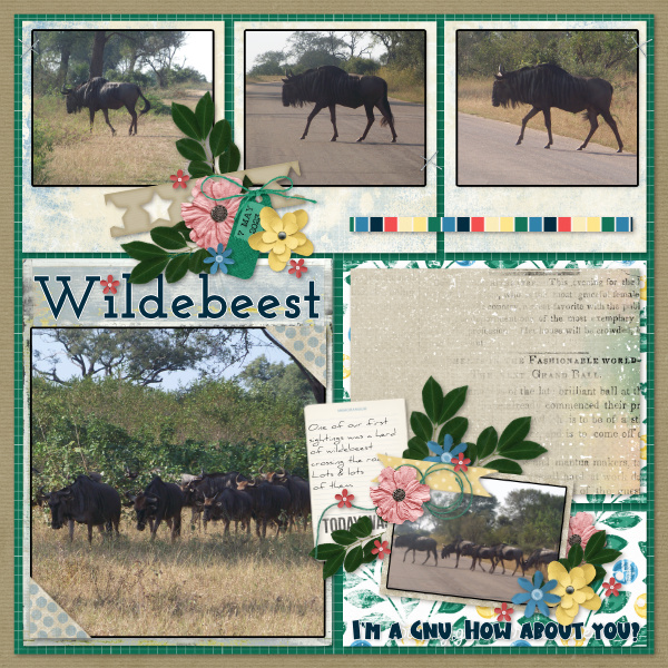 Wildebeest