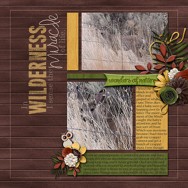 Wilderness