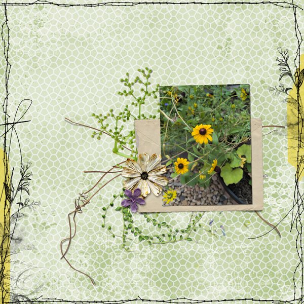wildflower box