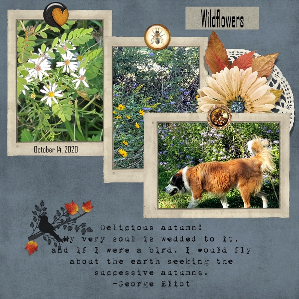 WildFlower Walk November 2020 Back It Up Challenge