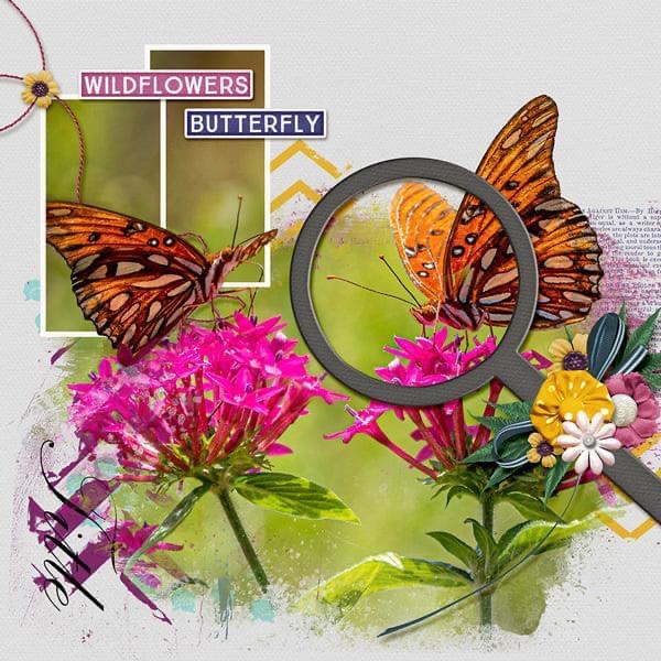 Wildflowers + Butterflies